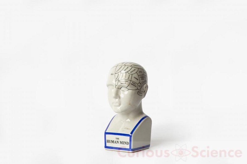 Phrenology Head